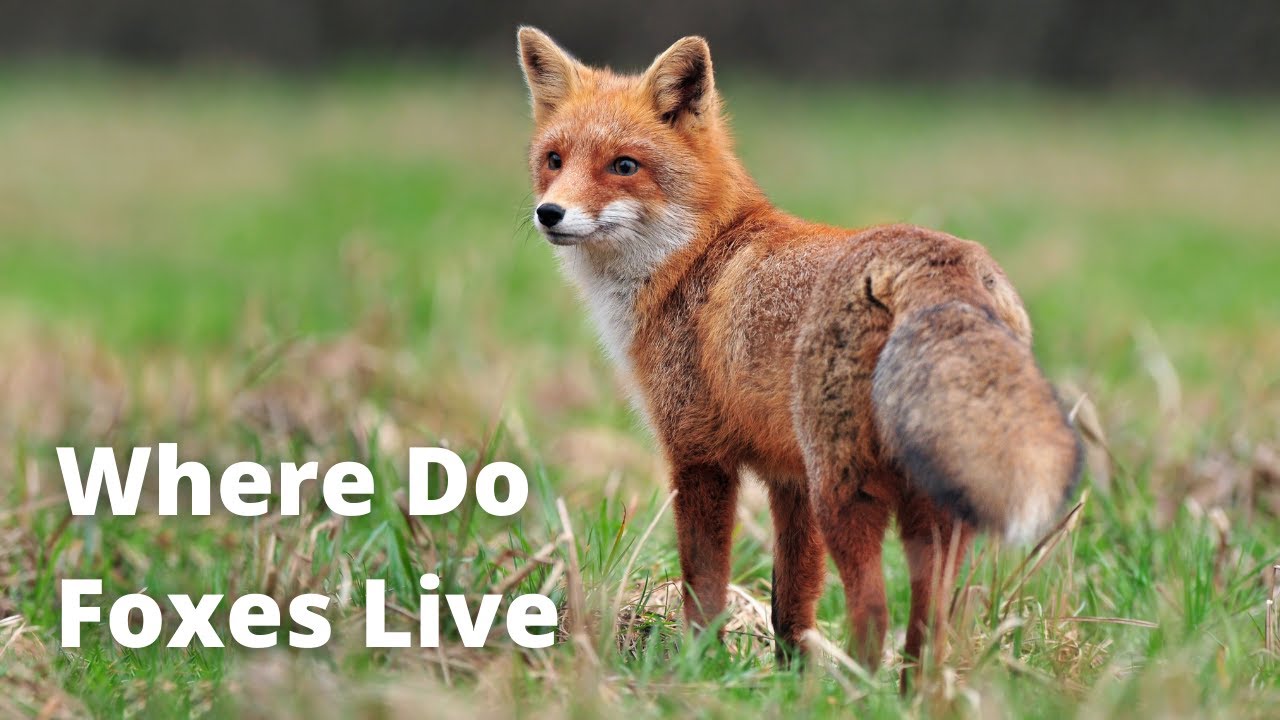 In which countries do foxes live?