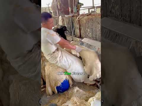 This Is How Real Shearling Is Made.#sheep #shearlingcoat #clothing #making