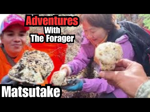 The Start Of Matsutake Season in Chemult, Oregon for me. (Tom, Hannah, and David)