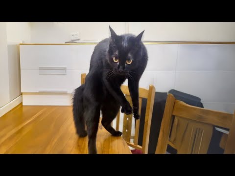 Le comportement le plus drôle d'un chat noir de 2025 vidéos drôles de chats
