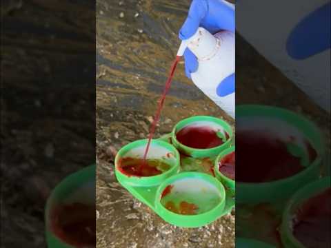 , title : 'Checking blood milk before milking  #cows #farm #veterinary'