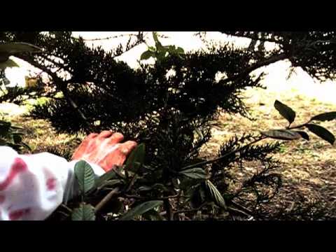 Anakin's Birthday Zombie Movie