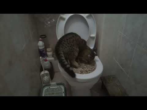 Как приучить кота / кошку ходить в туалет на унитаз