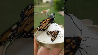 Monarch Butterfly and Wasp Moth ❤