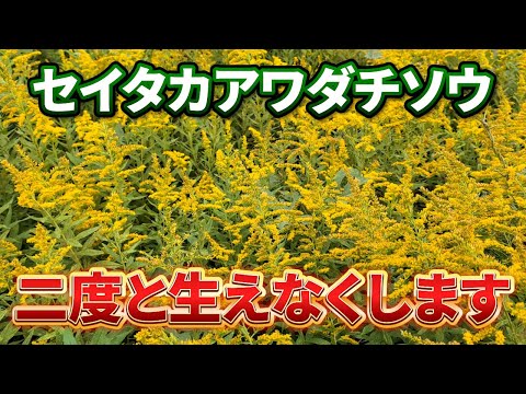 庭によくある雑草を見分ける方法 写真 シロツメクサ