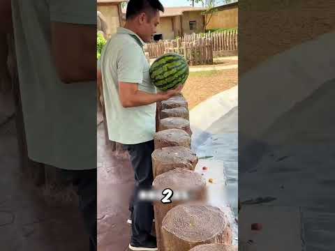 Le garçon a donné à manger aux hippopotames dodus