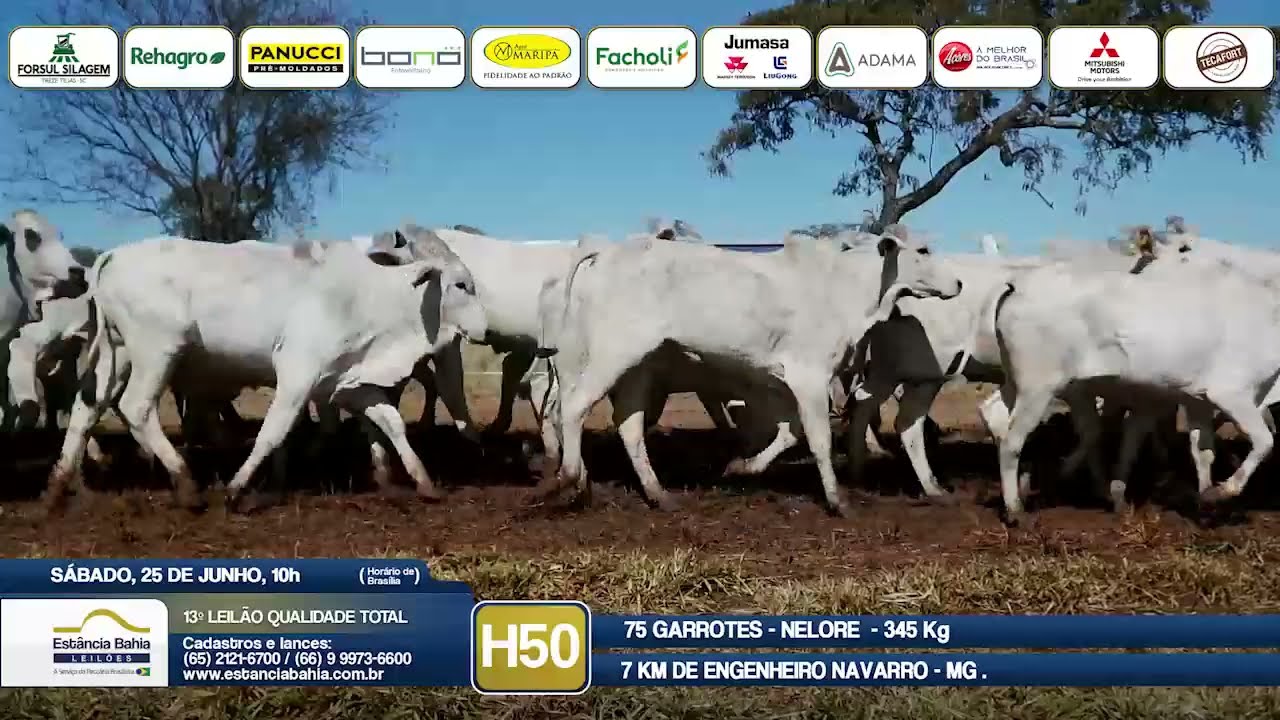Vídeo LOTE H50 - 13º Leilão Qualidade Total 2022