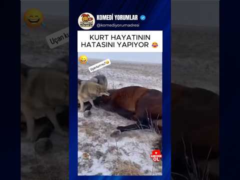 KURT HAYATININ HATASINI YAPIYOR 😂 #shorts #komikyorumlar