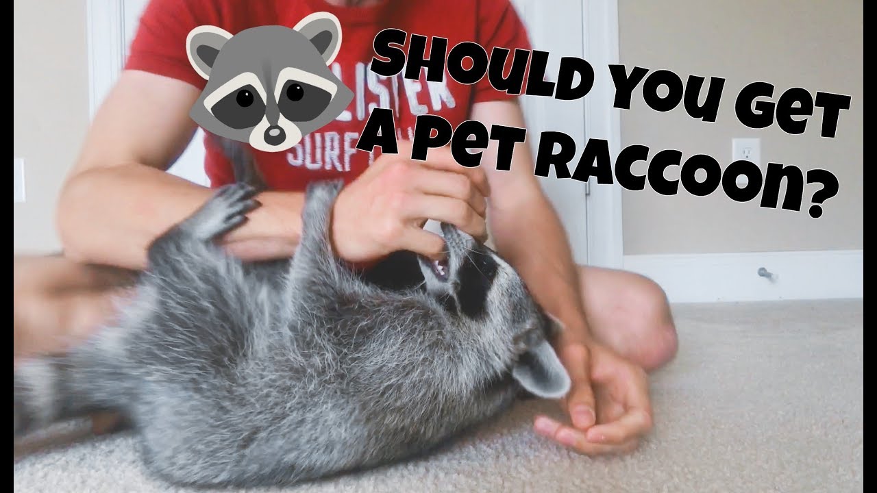 Should You Get a Pet Raccoon?