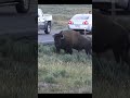 Why You Leave Bison Alone At Yellowstone Shorts
