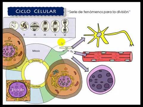 Ciclo Celular 1 INTERFASE