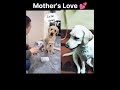 Dog Reaction On Mother S Love ️ Status