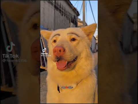 Breed's Dog Lovers in Tunisia  #huskylove #husky #huskyblanc #dog #dogfamily