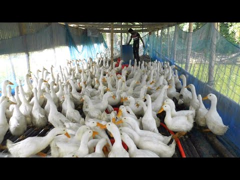 , title : 'Duck Farm Business Plan - White Duck Farming Business Ideas with Low Investment - Pekin Duck Farm'