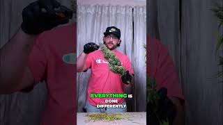 Master Dry Flower Techniques  Protect Your Terpenes!