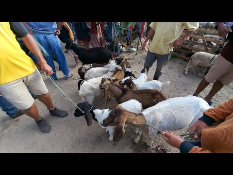 FEIRA DE ANIMAIS DE PUXINANÃ-PB SEGUNDA FEIRA 