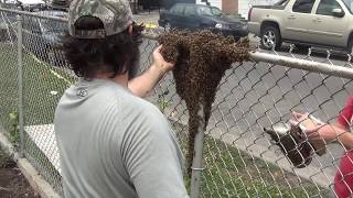 Crazy Bee Man Handles A Swarm Of Bees Barehanded!