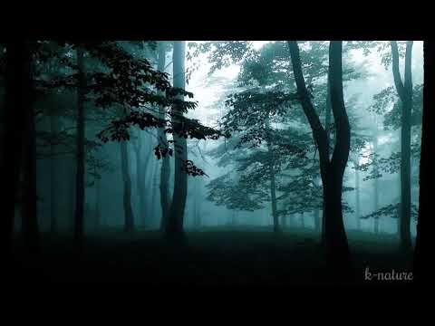 RUIDOS BOSQUE la NOCHE • Grillos Búhos Lluvia Viento • Ruido Blanco para Relajarse Estudiar y Dormir
