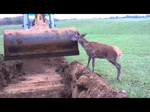 Frej mod rendegraver