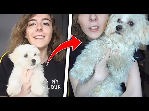 IL MIO CANE E' DIVENTATO OBESO? MA STO CON CIARLI O CON YUKI?