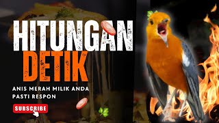 Download lagu LANGSUNG NYAUT 10000 % ‼️ ANIS MERAH MACET BUNYI JIKA DENGAR SUARA INI PASTI NYAUT LANJUT GACOR | 83 mp3 Download lagu LANGSUNG NYAUT 10000 % ‼️ ANIS MERAH MACET BUNYI JIKA DENGAR SUARA INI PASTI NYAUT LANJUT GACOR | 83 mp3