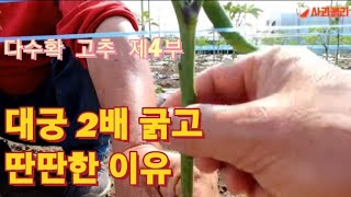 [고추 제4부] 왜 두배 굵은가 5.25