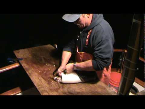 Cleaning Giant Humboldt Squid