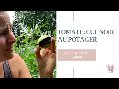 , title : 'Suivit Patate Douce | Tomate CUL NOIR au potager'