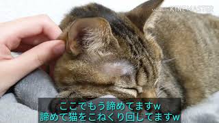 膝の上から退かない猫