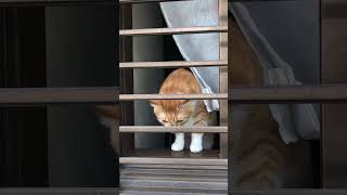 ねこ受刑者~ cat in prison #shorts #ショート
