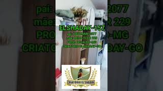 ELSHADAY-157