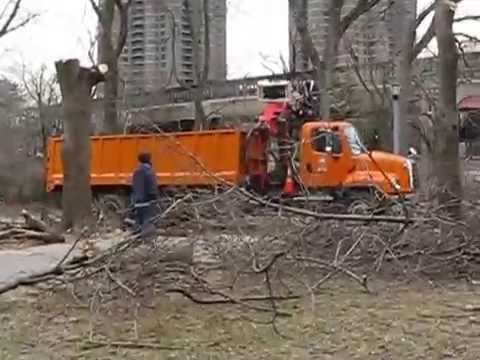 N.Y.C. Park's Dep.Caught Cutting down good trees in the Bronx . Apr.2. 2014
