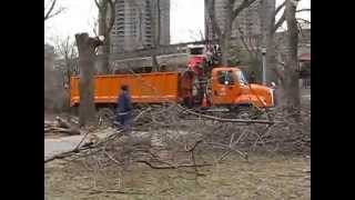 N.Y.C. Park's Dep.Caught Cutting down good trees in the Bronx . Apr.2. 2014