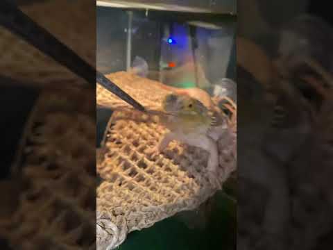Bearded dragon eats cricket in slow motion!