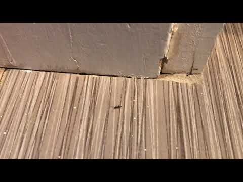 Ants Sneaking Behind the Fridge in Spring Lake, NJ