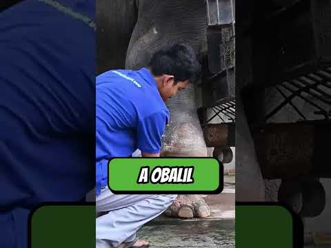 Tento majitel postavil svému slonovi protézu na nohu ❤️