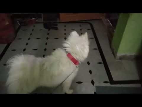 1000+ views my dog is very happy when 😘my dad and brother came from outside