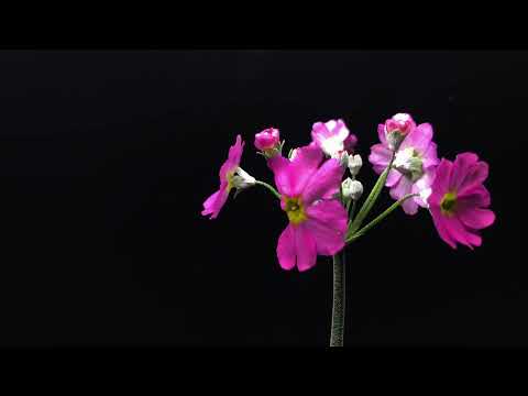 Pink Primula Flower Bloom Timelapse | 16 days
