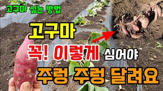 고구마를 이렇게 심으셔야 고구마가 주렁 주렁 달립니다 고구마모종 100% 살리는 방법  #고구마모종만드는법 …