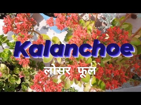 Kalanchoe flowers (Pranita's garden)