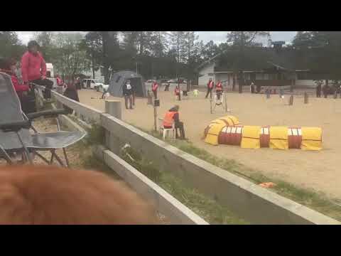 Vaisu Saariselkä 9.6.2018 c-rata