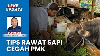 Wabah PMK Kembali Meningkat Di Jatim, Ini Tips Perawatan dari Peternak Sapi Sanan Kota Malang
