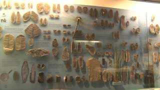 Last walk through the Illinois State Museum