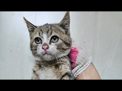 개밥 훔쳐먹다 걸린 아가 길냥이는 결국 몰아보기