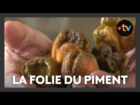 Chili pepper craze: "It's very profitable, we produce quickly, without too much work"