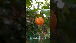 Download lagu Story WA 'Arief-Haruskah Aku Mati' mp3