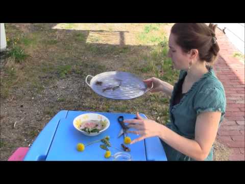 download lagu mp3 mp4 Freeze Dandelion Flowers, download lagu Freeze Dandelion Flowers gratis, unduh video klip Freeze Dandelion Flowers