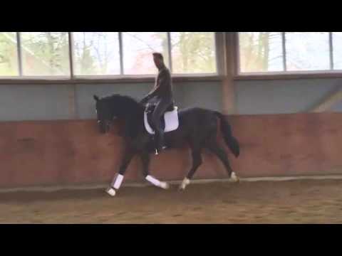 3 j. Stute von Bon Bravour - Weltmeyer - Werther April 2016