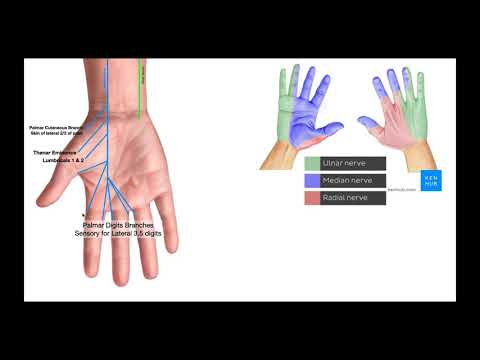 Branches of the Ulnar & Median Nerves [in Hand]