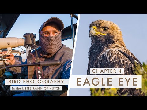 bird photography in the little rann of kutch eagle eye by kenneth lawrence